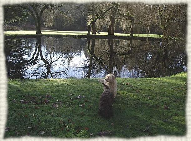 Aladdin Labradoodles