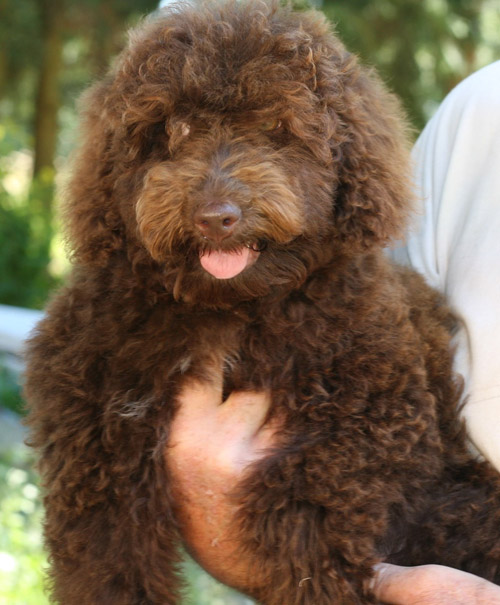 Annie