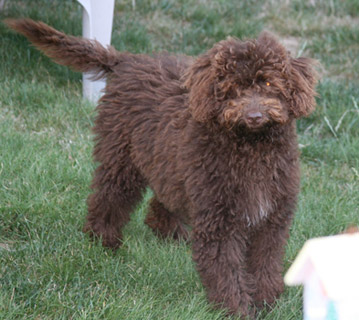 Annie