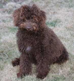 Annie