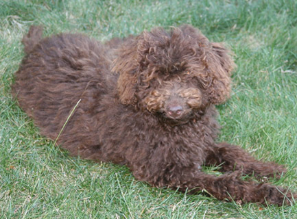 Annie