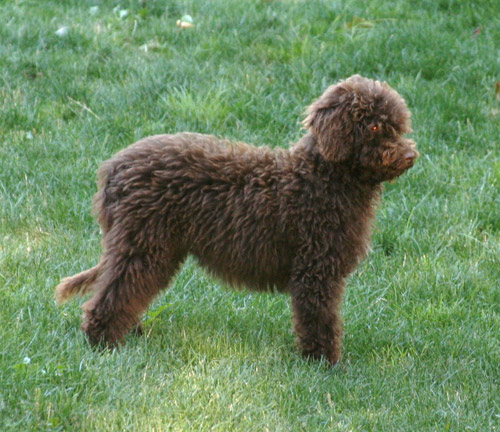 Annie