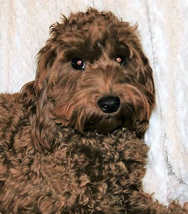 Aladdin Labradoodles