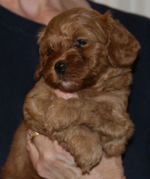 Heidi