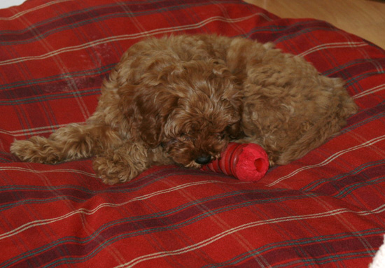 Heidi