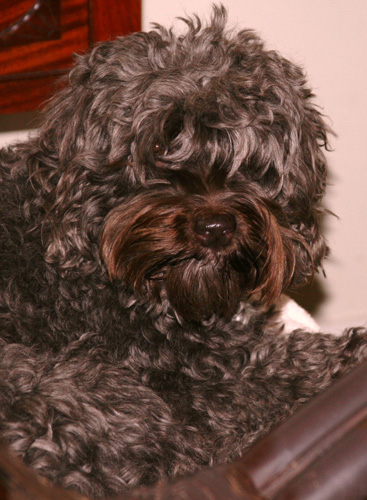 Lily