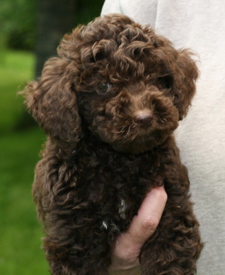 Lily's pups