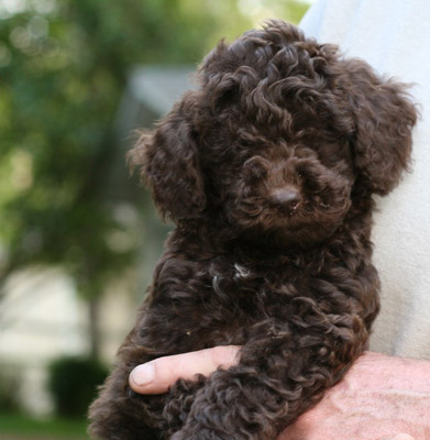 Lily's pups