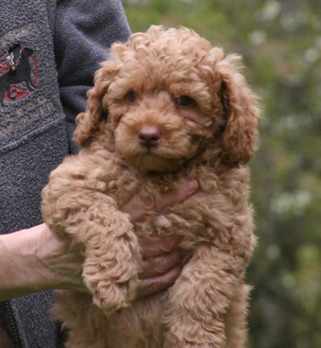 Puddle's pup