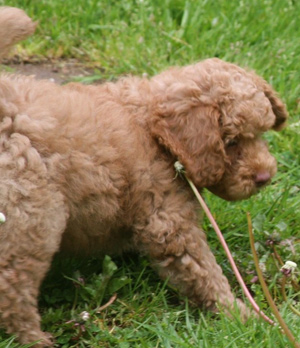 Puddle's pup