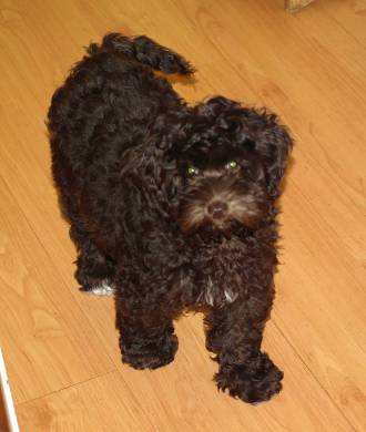 Willow